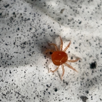 Anystidae (family) (Unidentified anystid mite) at Canberra, ACT - 5 Apr 2023 by Hejor1