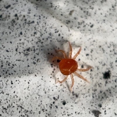 Anystidae (family) (Unidentified anystid mite) at City Renewal Authority Area - 5 Apr 2023 by Hejor1