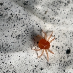 Anystidae (family) at Canberra, ACT - 5 Apr 2023 03:49 PM