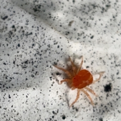 Anystidae (family) at Canberra, ACT - 5 Apr 2023 03:49 PM