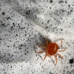 Anystidae (family) at Canberra, ACT - 5 Apr 2023 03:49 PM