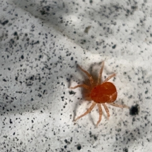 Anystidae (family) at Canberra, ACT - 5 Apr 2023 03:49 PM