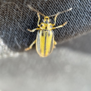 Xanthogaleruca luteola at Canberra, ACT - 5 Apr 2023 01:01 PM