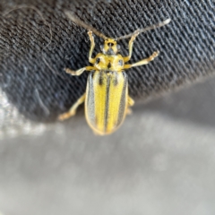Xanthogaleruca luteola (Elm leaf beetle) at Canberra, ACT - 5 Apr 2023 by Hejor1