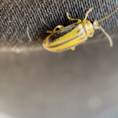 Xanthogaleruca luteola at Canberra, ACT - 5 Apr 2023 01:01 PM