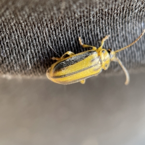 Xanthogaleruca luteola at Canberra, ACT - 5 Apr 2023