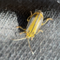 Xanthogaleruca luteola at Canberra, ACT - 5 Apr 2023