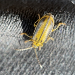 Xanthogaleruca luteola at Canberra, ACT - 5 Apr 2023 01:01 PM