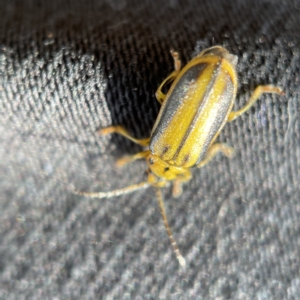 Xanthogaleruca luteola at Canberra, ACT - 5 Apr 2023 01:01 PM