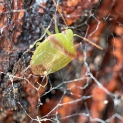 Ocirrhoe unimaculata (Green Stink Bug) at City Renewal Authority Area - 5 Apr 2023 by Hejor1