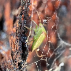 Ocirrhoe unimaculata at Canberra, ACT - 5 Apr 2023