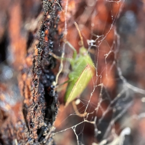 Ocirrhoe unimaculata at Canberra, ACT - 5 Apr 2023