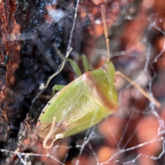 Ocirrhoe unimaculata at Canberra, ACT - 5 Apr 2023