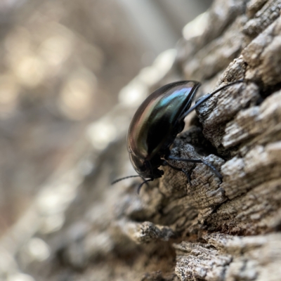 Chalcopteroides spectabilis (Rainbow darkling beetle) at Canberra, ACT - 5 Apr 2023 by Hejor1