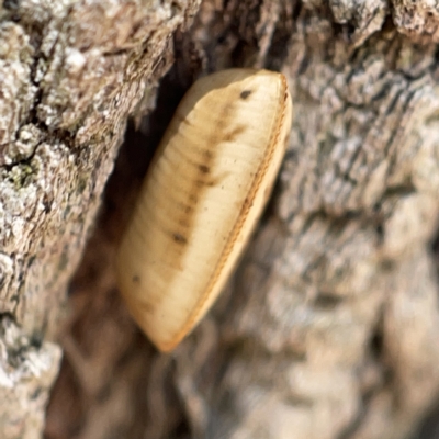 Unidentified Cockroach (Blattodea, several families) at Canberra, ACT - 5 Apr 2023 by Hejor1