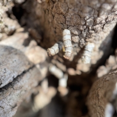 Spilonota constrictana (A Tortricid moth) at City Renewal Authority Area - 5 Apr 2023 by Hejor1