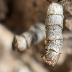 Spilonota constrictana at Canberra, ACT - 5 Apr 2023