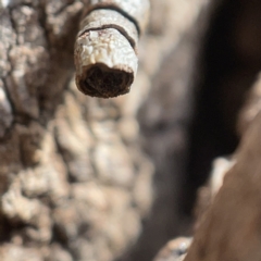 Spilonota constrictana at Canberra, ACT - 5 Apr 2023