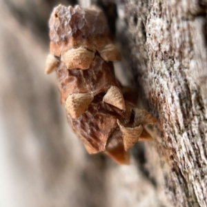 Lepidoptera unclassified IMMATURE at Canberra, ACT - 5 Apr 2023