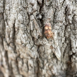 Lepidoptera unclassified IMMATURE at Canberra, ACT - 5 Apr 2023