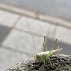 Conocephalomima barameda (False Meadow Katydid, Barameda) at City Renewal Authority Area - 5 Apr 2023 by Hejor1