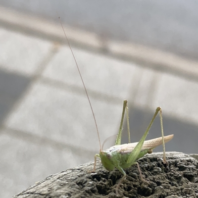 Conocephalomima barameda (False Meadow Katydid, Barameda) at City Renewal Authority Area - 5 Apr 2023 by Hejor1