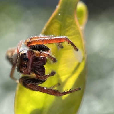 Opisthoncus nigrofemoratus (Black-thighed jumper) at Canberra, ACT - 5 Apr 2023 by Hejor1