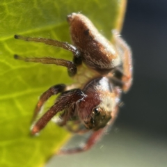 Opisthoncus nigrofemoratus at Canberra, ACT - 5 Apr 2023