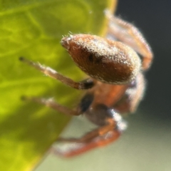 Opisthoncus nigrofemoratus at Canberra, ACT - 5 Apr 2023