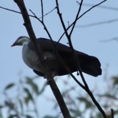 Columba leucomela (White-headed Pigeon) at Broulee Moruya Nature Observation Area - 5 Apr 2023 by LisaH