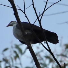 Columba leucomela (White-headed Pigeon) at Moruya, NSW - 5 Apr 2023 by LisaH