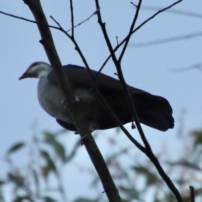 Columba leucomela (White-headed Pigeon) at Broulee Moruya Nature Observation Area - 5 Apr 2023 by LisaH