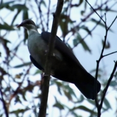 Columba leucomela at Moruya, NSW - suppressed