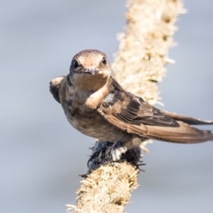 Hirundo neoxena at Regentville, NSW - 16 Mar 2023 11:05 AM