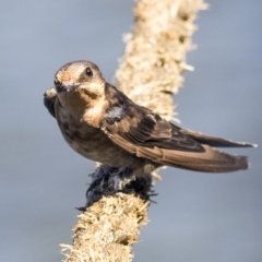 Hirundo neoxena at Regentville, NSW - 16 Mar 2023 11:05 AM