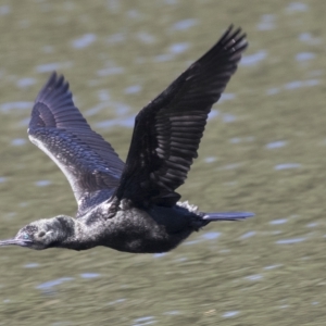 Phalacrocorax sulcirostris at Mulgoa, NSW - 16 Mar 2023