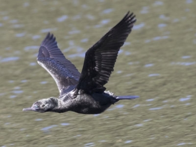 Phalacrocorax sulcirostris (Little Black Cormorant) at Mulgoa, NSW - 16 Mar 2023 by AlisonMilton