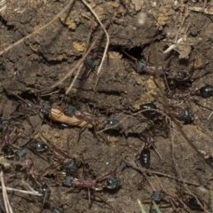 Myrmecia nigriceps (Black-headed bull ant) at Higgins, ACT - 28 Mar 2023 by AlisonMilton