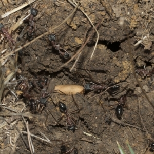 Myrmecia nigriceps at Higgins, ACT - 28 Mar 2023