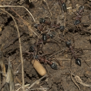 Myrmecia nigriceps at Higgins, ACT - 28 Mar 2023