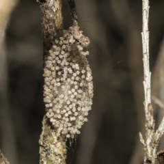 Lepidoptera unclassified IMMATURE (caterpillar or pupa or cocoon) at Scullin, ACT - 28 Mar 2023 by AlisonMilton