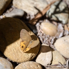 Hypocysta metirius (Brown Ringlet) at Bundanoon - 5 Apr 2023 by Boobook38