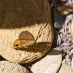 Hypocysta metirius at Bundanoon, NSW - 5 Apr 2023