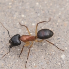 Camponotus nigriceps (Black-headed sugar ant) at Harden, NSW - 27 Mar 2023 by AlisonMilton