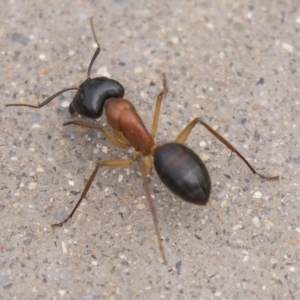Camponotus nigriceps at Harden, NSW - 27 Mar 2023