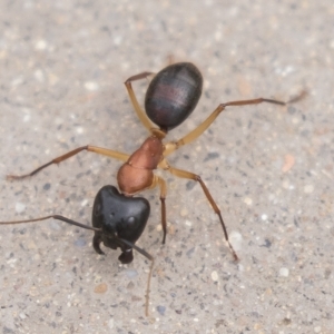 Camponotus nigriceps at Harden, NSW - 27 Mar 2023