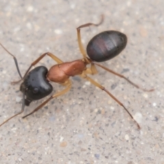 Camponotus nigriceps at Harden, NSW - 27 Mar 2023