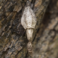 Hyalarcta nigrescens (Ribbed Case Moth) at Harden, NSW - 27 Mar 2023 by AlisonMilton
