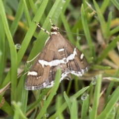 Spoladea recurvalis (Beet Webworm) at Harden, NSW - 27 Mar 2023 by AlisonMilton