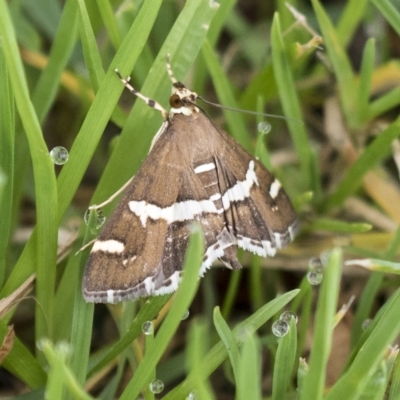 Spoladea recurvalis (Beet Webworm) at Harden, NSW - 27 Mar 2023 by AlisonMilton